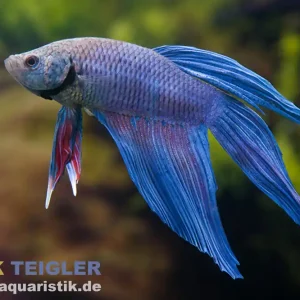 Preisreduziert Longtail Kampffisch Blue Flower, Männchen, Betta splendens